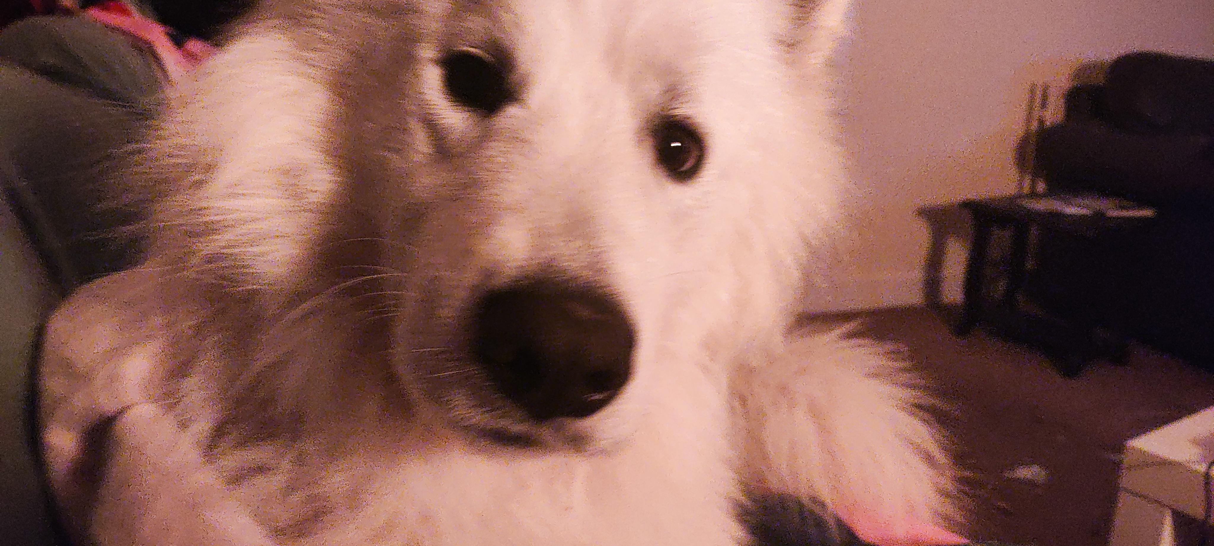 Misha