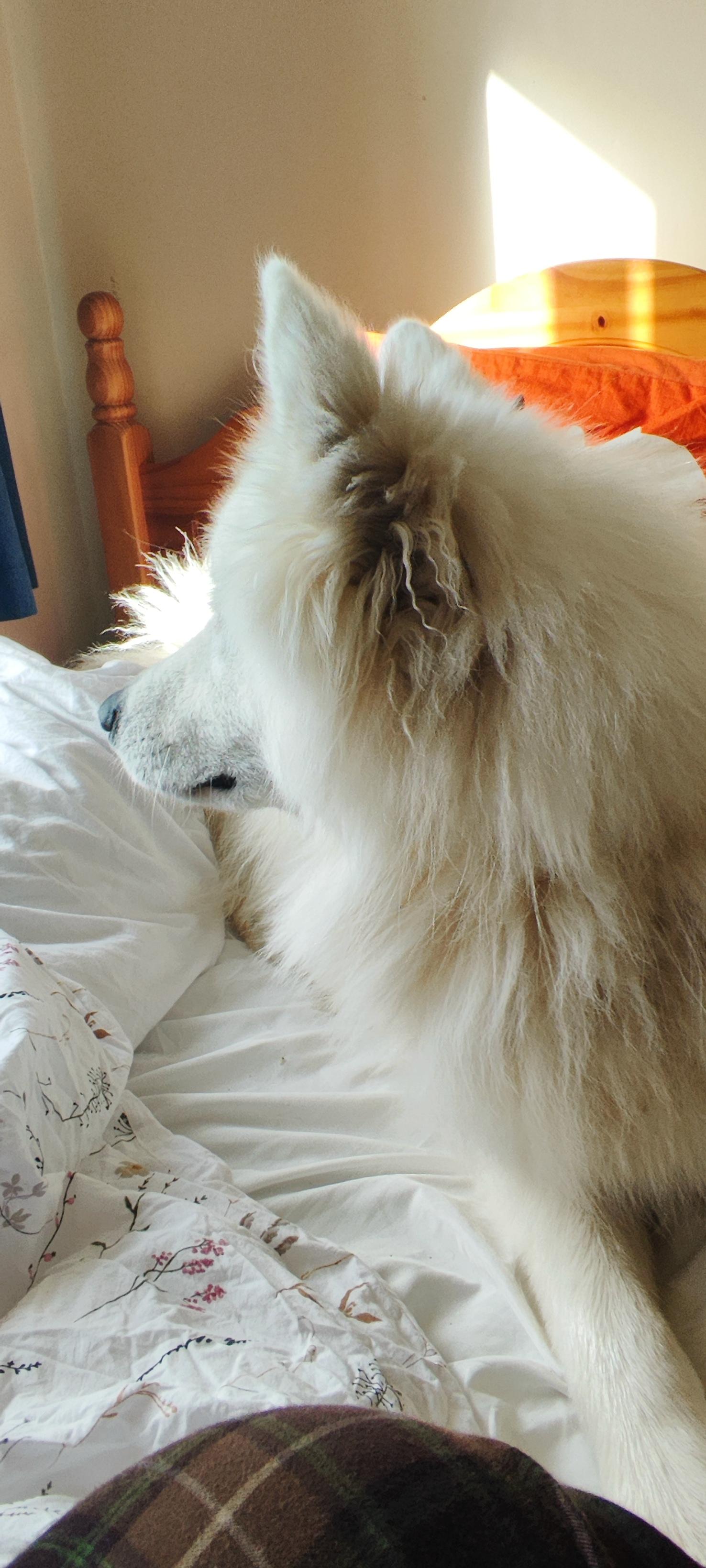 Misha