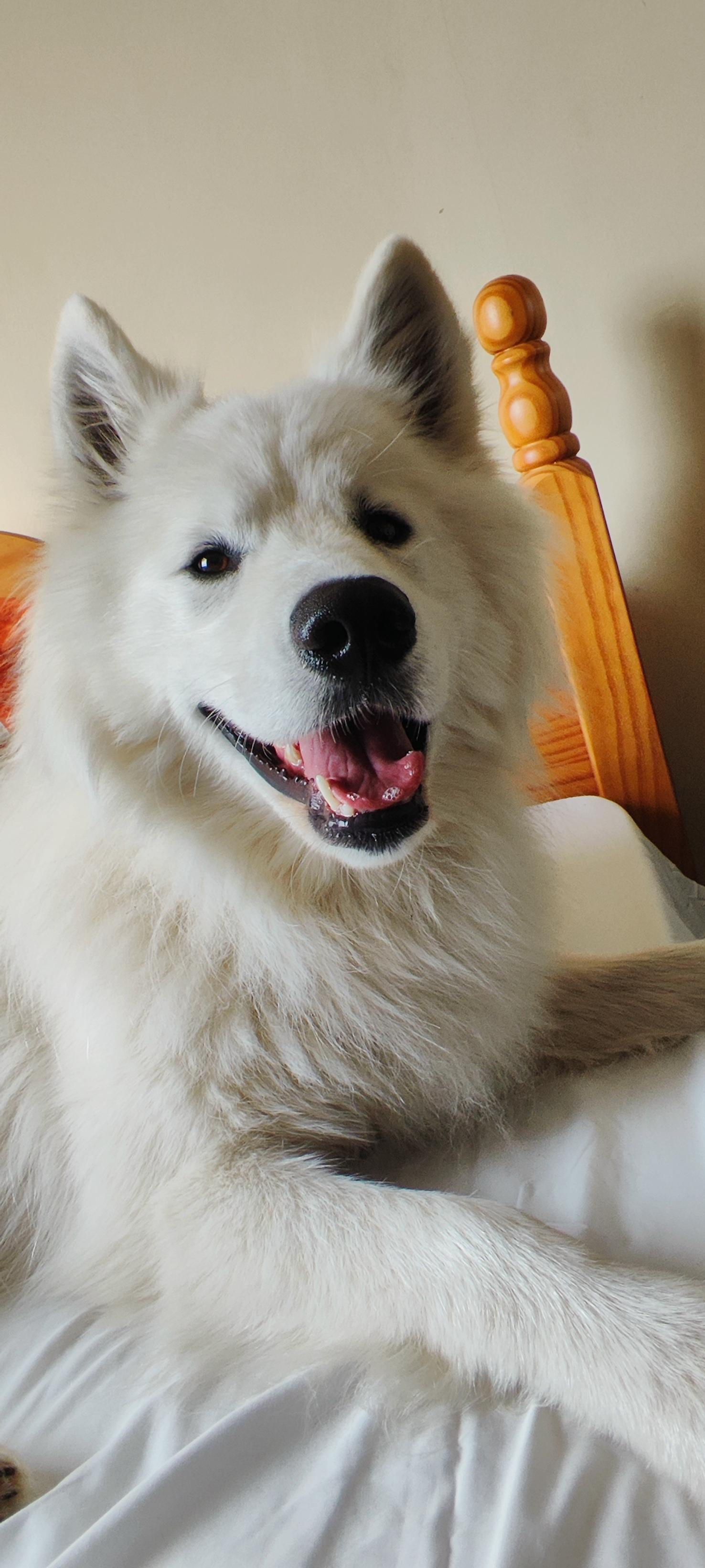 Misha