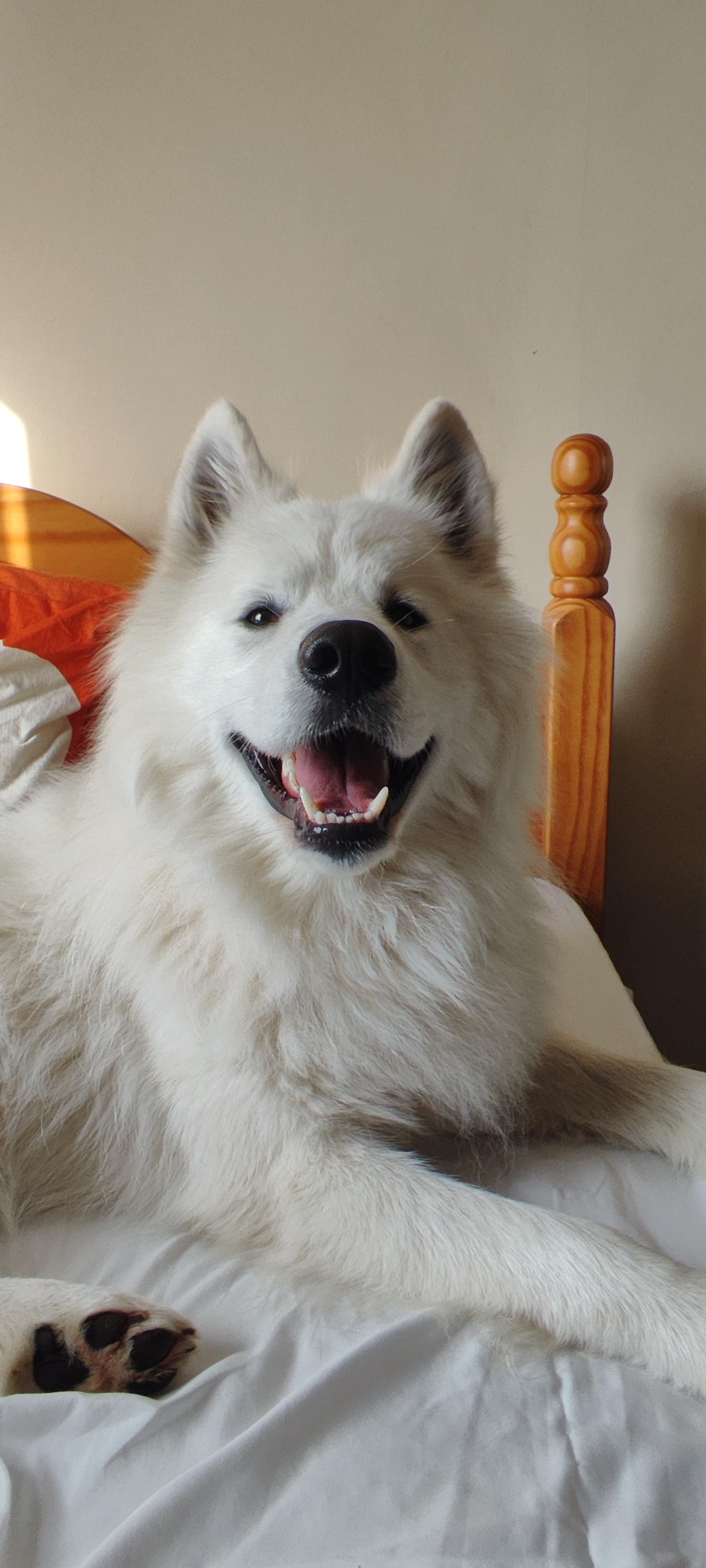 Misha