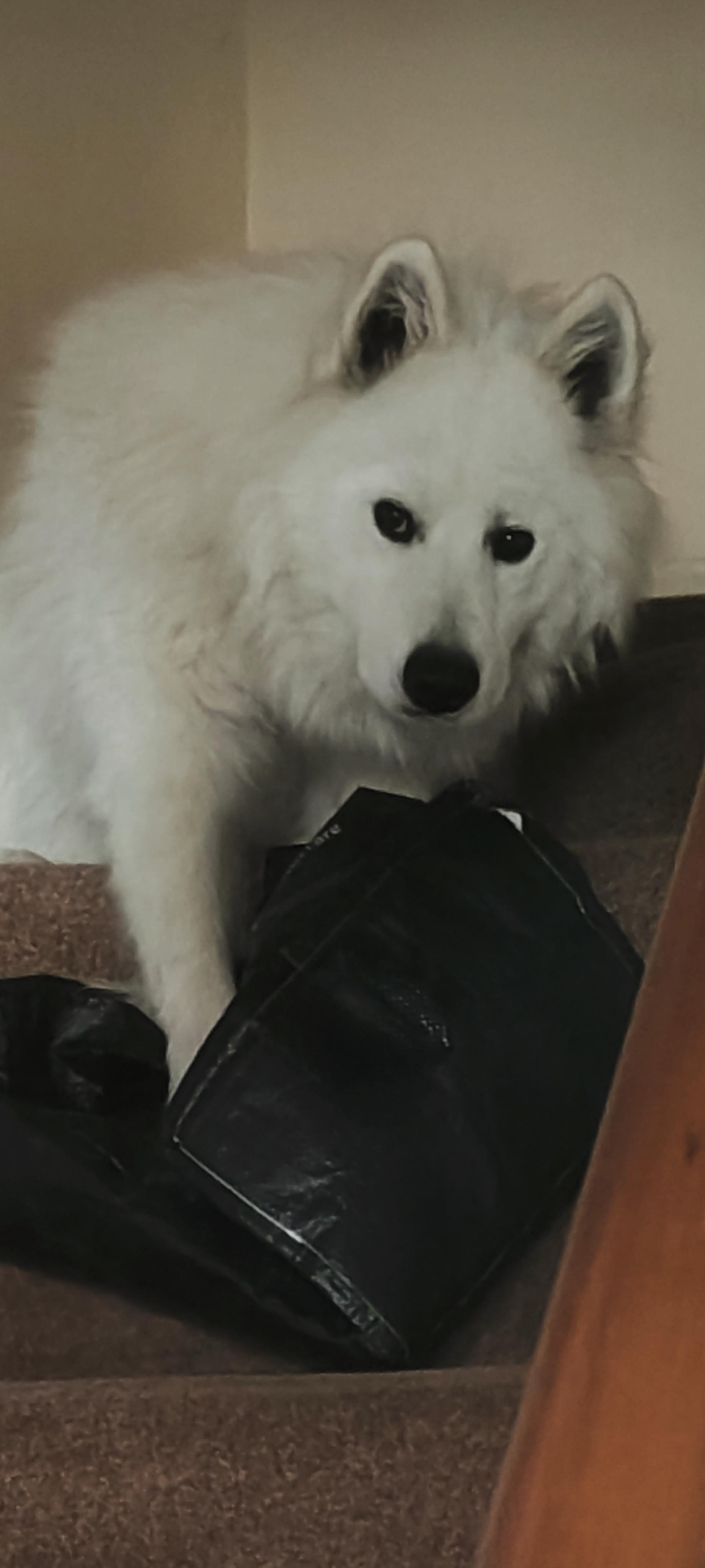 Misha