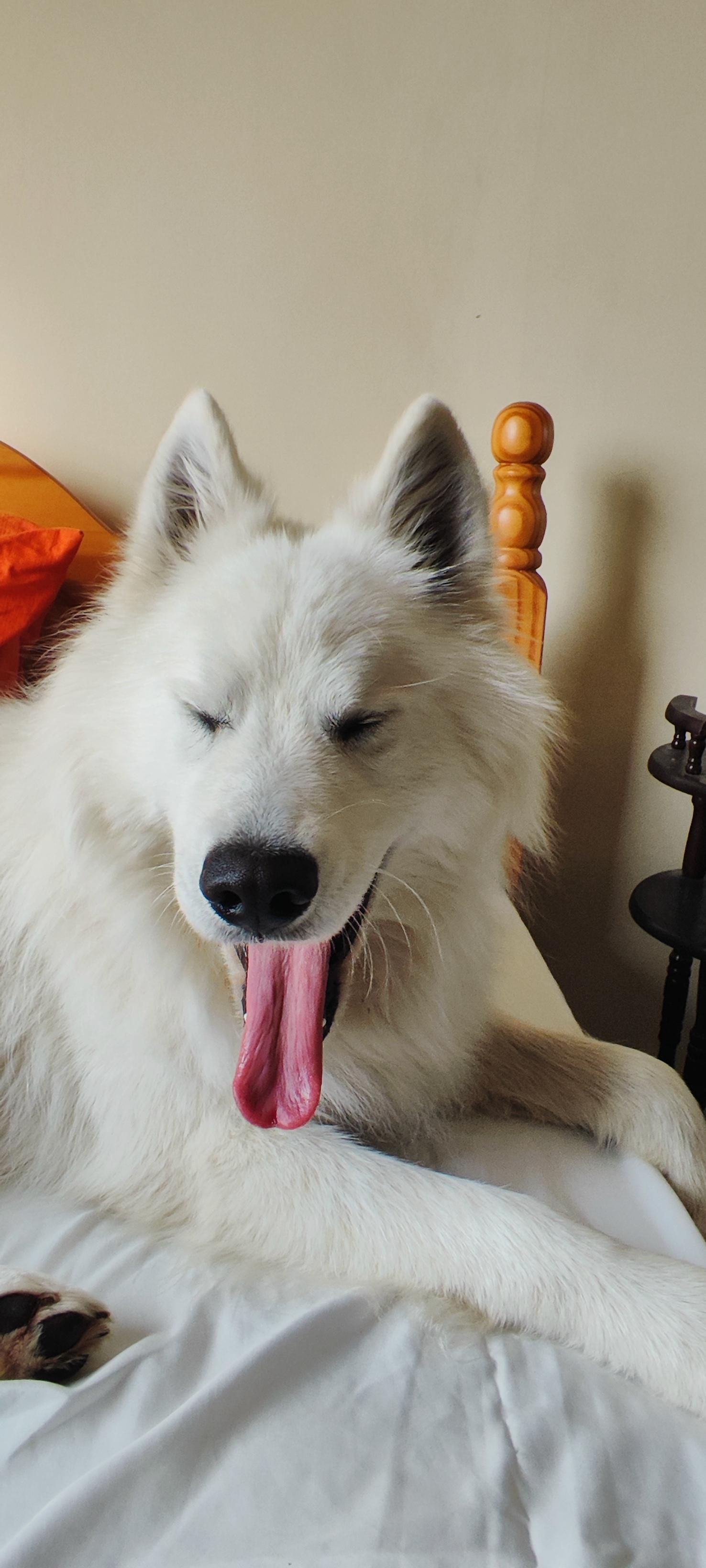 Misha
