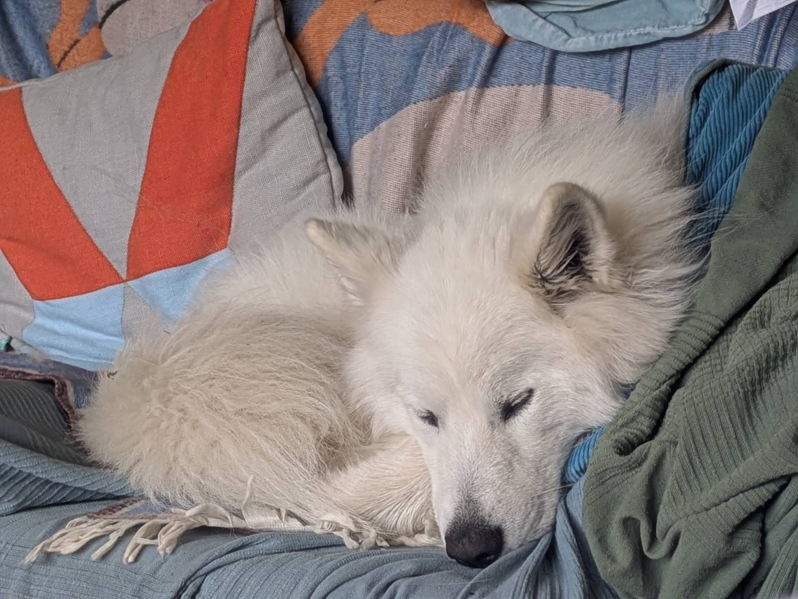 Misha