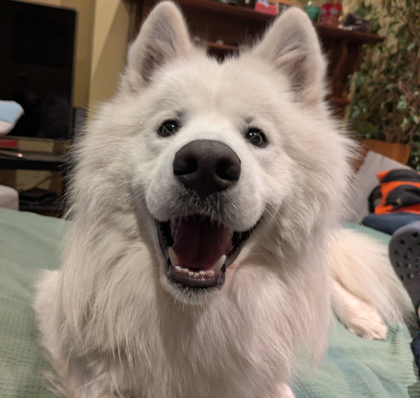 Misha